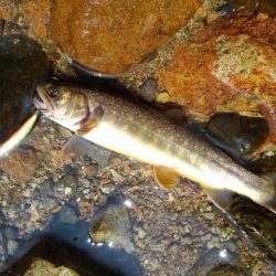 真夏のイワナ釣り